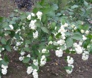 Symphoricarpus - İnci Çalısı Fidanı 80-120 cm