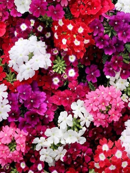 Verbena Hybrida Mine Çiçeği