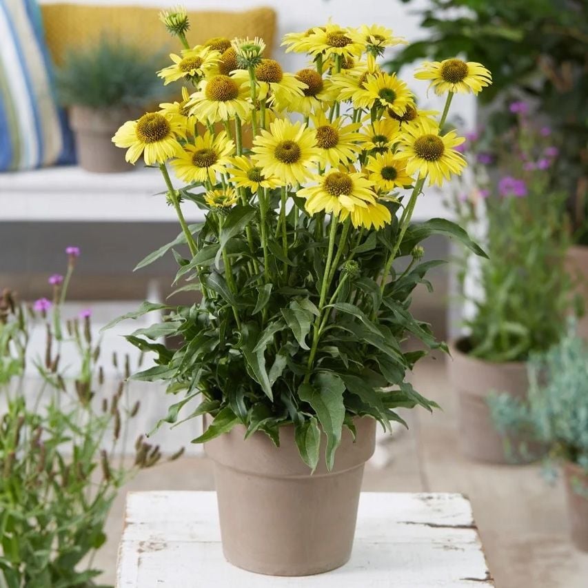 Sarı Ekinezya Fidanı Echinacea Paradoxa