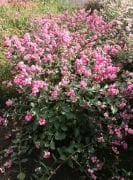 Symphoricarpus - İnci Çalısı Fidanı 80-120 cm