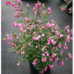 Symphoricarpus - İnci Çalısı Fidanı 80-120 cm