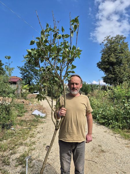 Leylak Fidanı 250  cm-10 Yaş-Bol Çiçekli