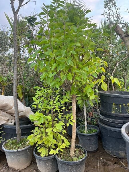 Leylak Fidanı 230  cm-10 Yaş-Aşılı-Baston-Gövde Çevresi 20-24 cm