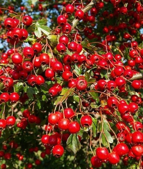 Alıç (Kırmızı Meyveli) Ordu Kırmızı Alıç Fidanı-Aşılı-150 cm