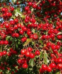 Alıç (Kırmızı Meyveli) Ordu Kırmızı Alıç Fidanı-Aşılı-150 cm