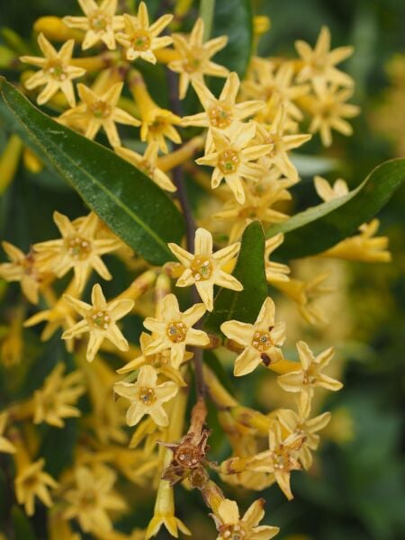 Ağaç Tütünü (Nicotiana Glauca) Fidanı 130 cm