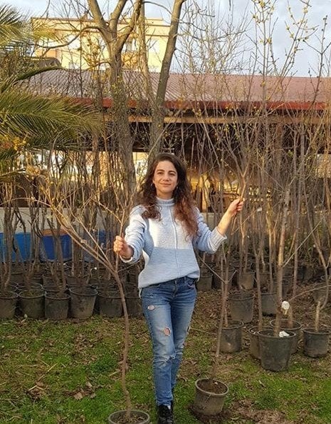 Kızılcık Fidanı 5 Yaş-Boy 200 cm