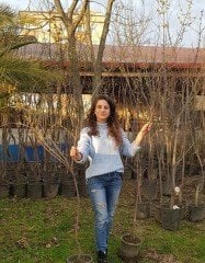 Kızılcık Fidanı 5 Yaş-Boy 200 cm