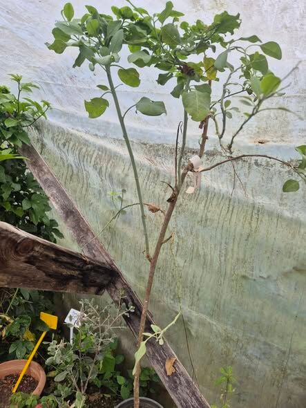 Ağaç Tütünü (Nicotiana Glauca) Fidanı 130 cm