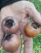 Jumbo Muşmula (Süper iri Çeşit) 150-200 cm-3 Yaş