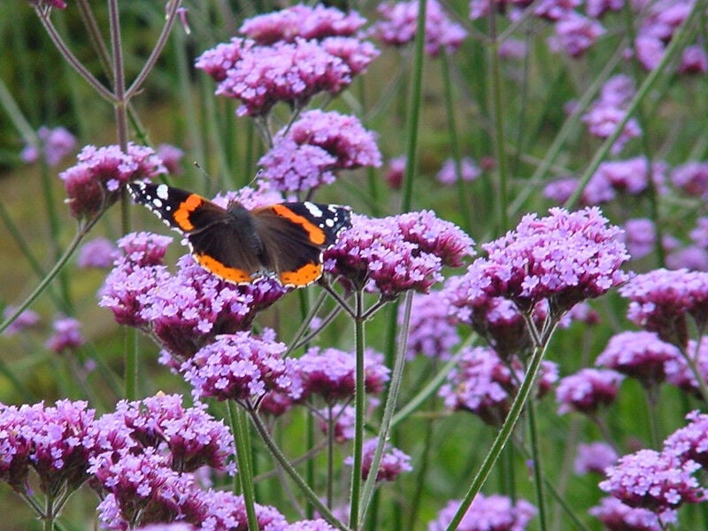 Kelebek Verbenası Fidanı (Verbena Bonariensis) 20-30 cm