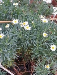 Leucanthemum superbum Dwarf Bodur Margarita Papatya Fidanı