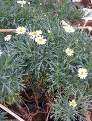Leucanthemum superbum Dwarf Bodur Margarita Papatya Fidanı