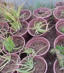 Bulbine Frutescens Fidesi Şifalı Bitki