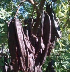 Keçiboynuzu Fidanı 4-5 Yaş-Boy 150-200 cm