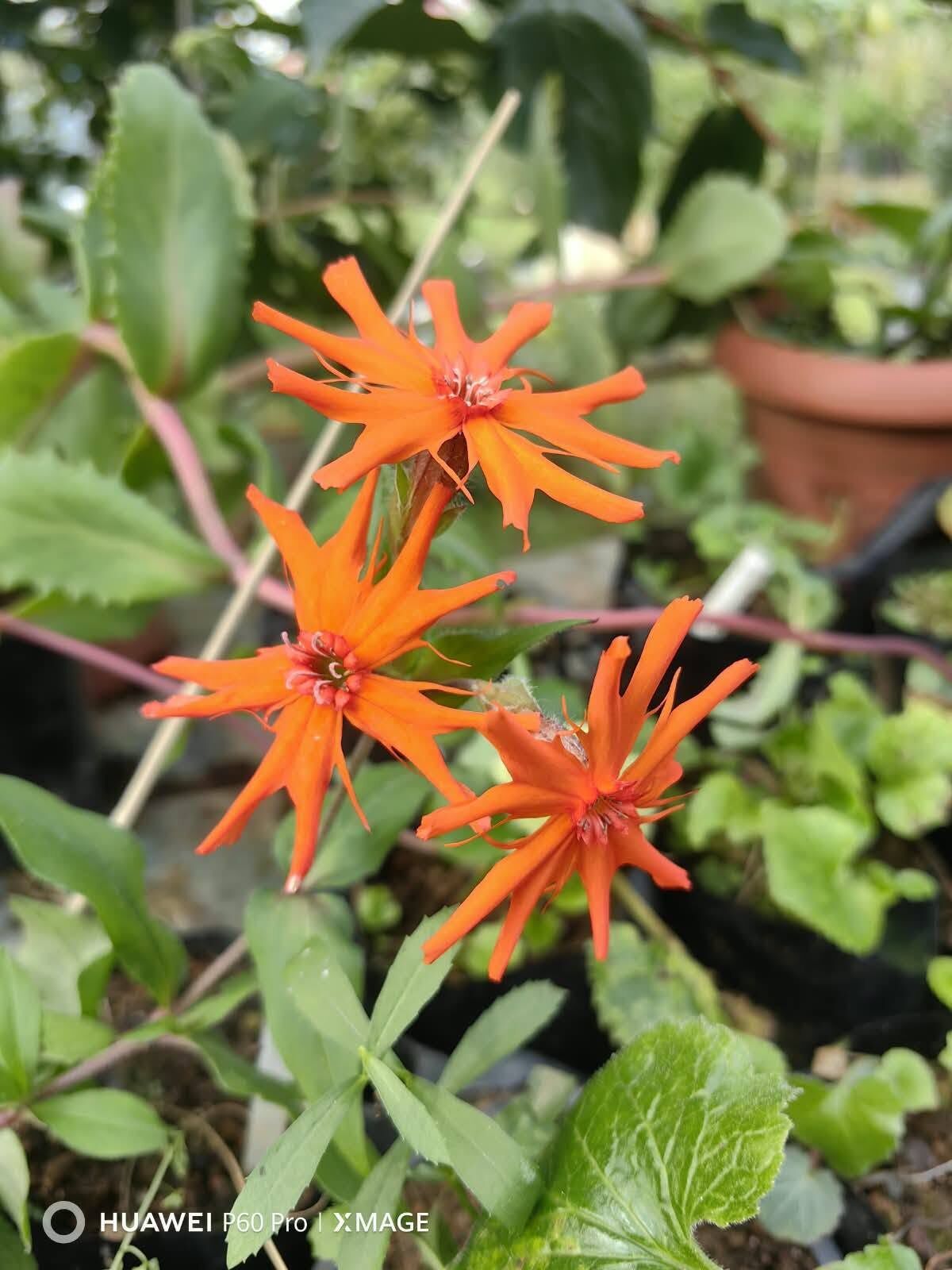 Silene 1