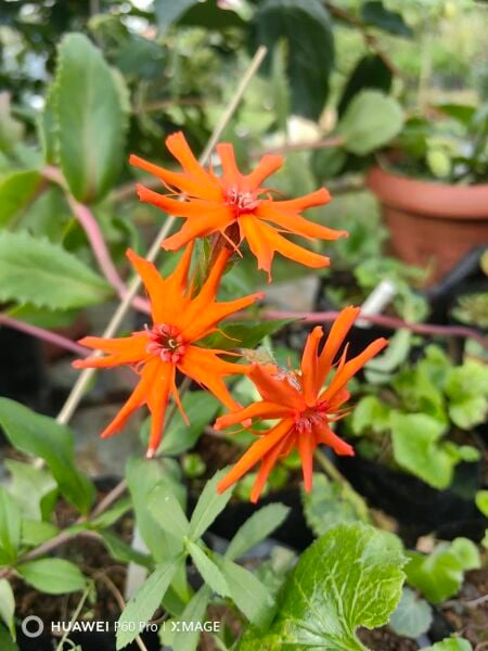 Silene 1