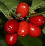 Kızılcık (Kırmızı Meyveli) Fidanı 4 Yaş 130 cm