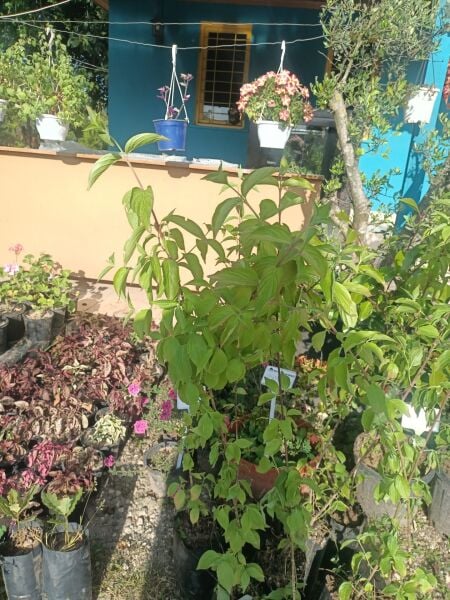 Kızılcık (Kırmızı Meyveli) Fidanı 4 Yaş 130 cm