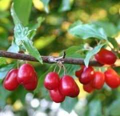 Kızılcık (Kırmızı Meyveli) Fidanı 4 Yaş 130 cm