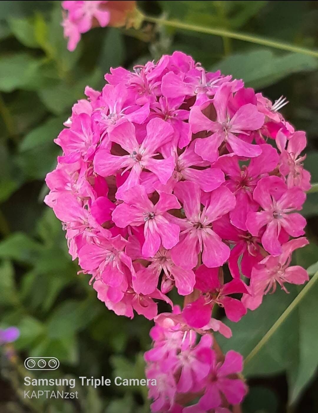Silene 2