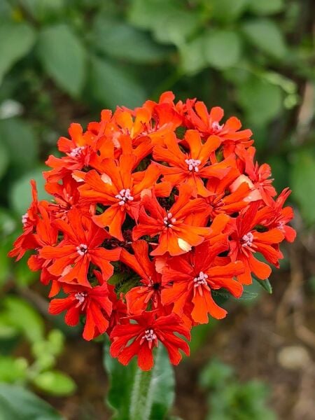 Silene 3