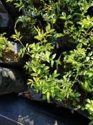 Kuşburnu (Dikensiz) Fidanı 40-60 cm