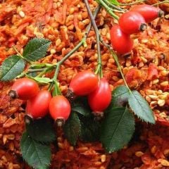 Kuşburnu (Dikensiz) Fidanı 0-20 cm