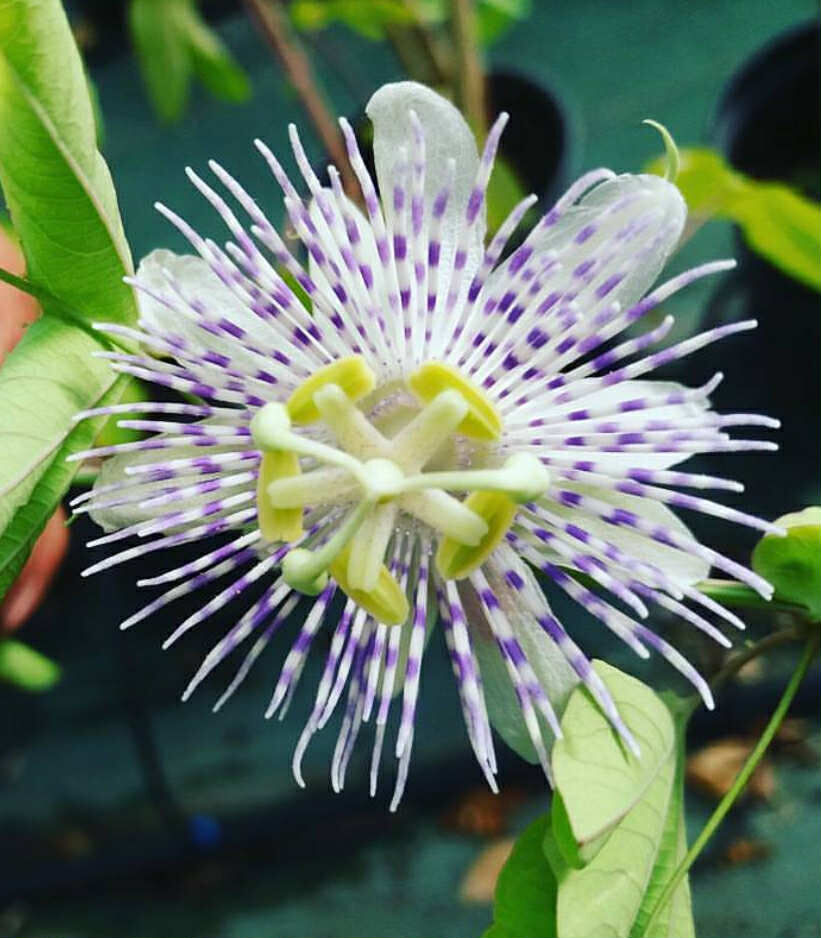 Soğuklara Dayanıklı Passiflora Tucumanensis 20 cm