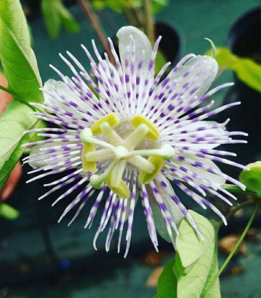 Soğuklara Dayanıklı Passiflora Tucumanensis 20 cm
