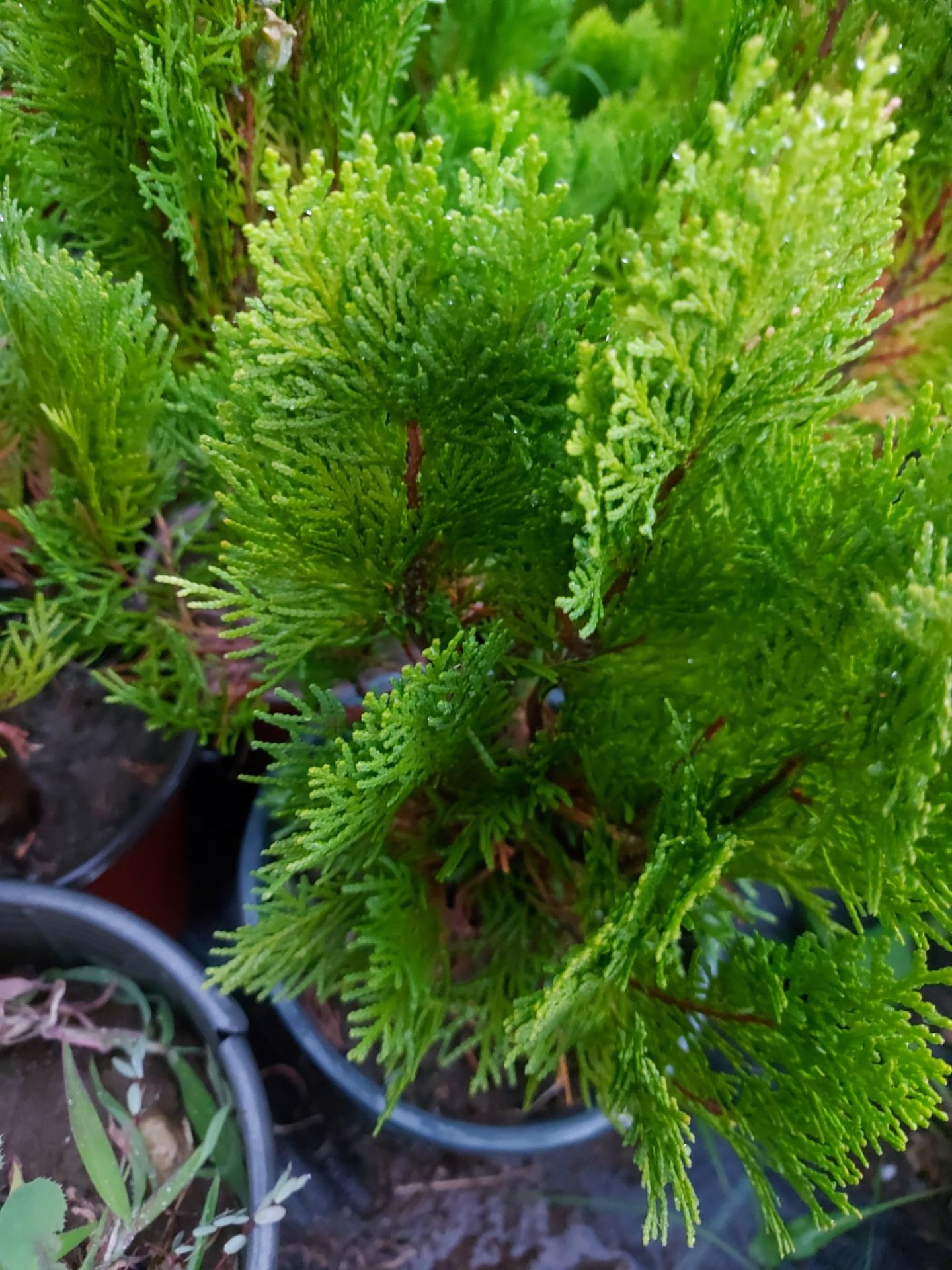 Thuja Occiılerıtalis Mazı Fidanı 40-60 cm