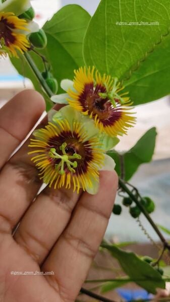 Passiflora Holosericea 5 Yaş Anaç 250 cm
