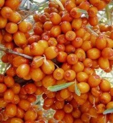 Yalancı İğde (Sea buckthornberry) Dişi fidan