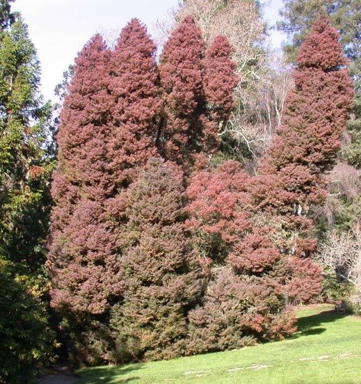 Japon Kadife Çamı (Cryptomeria japonica) 80-100 cm