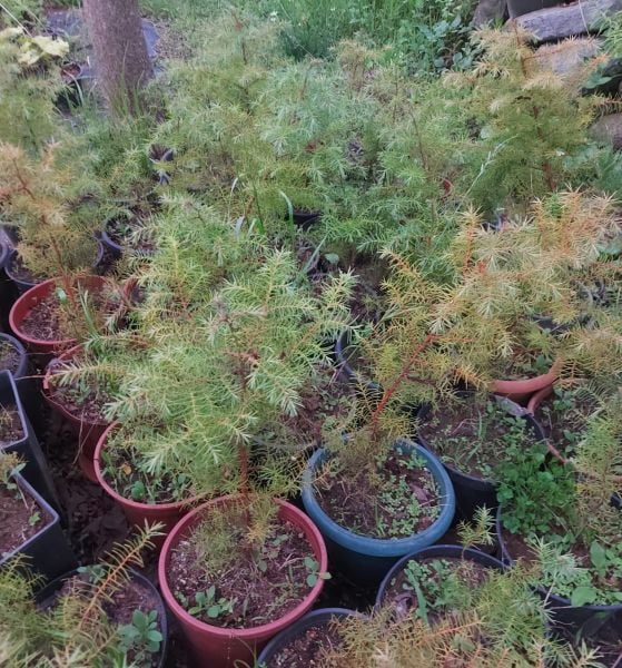 Japon Kadife Çamı (Cryptomeria japonica) 80-100 cm