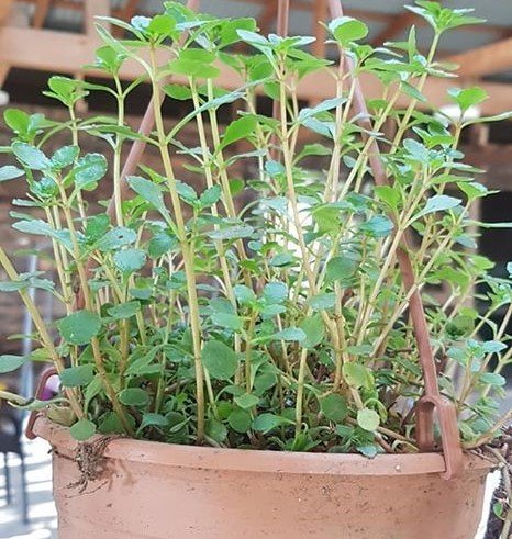 Askılı Sedum Fidanı-Çoklu Dikim ve Saksıda Dolgun Forum