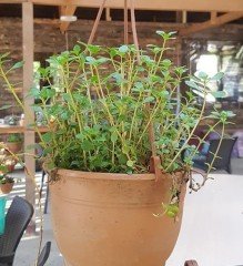 Askılı Sedum Fidanı-Çoklu Dikim ve Saksıda Dolgun Forum