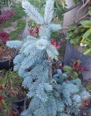 Aşılı İthal Hopsi Mavi Ladin Fidanı 90-100 cm-Bol Dallı