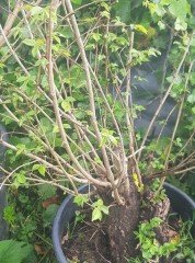 Bonsai Yapımına Uygun Karaağaç Fidanı