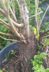 Bonsai Yapımına Uygun Karaağaç Fidanı
