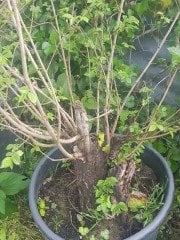 Bonsai Yapımına Uygun Karaağaç Fidanı
