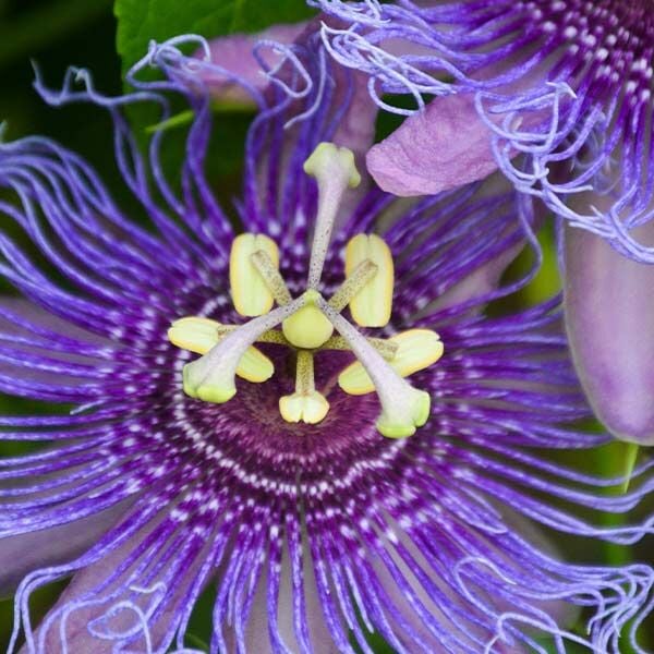 Passiflora 'Incense' (Passion Flower) 200 cm