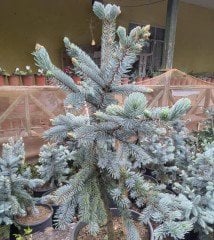 Aşılı İthal Hopsi Mavi Ladin Fidanı 90-100 cm-Bol Dallı
