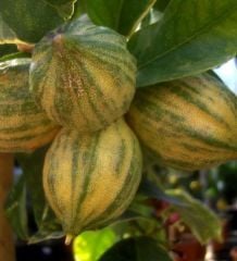 Pembe Alacalı Limon Fidanı 40-60 cm
