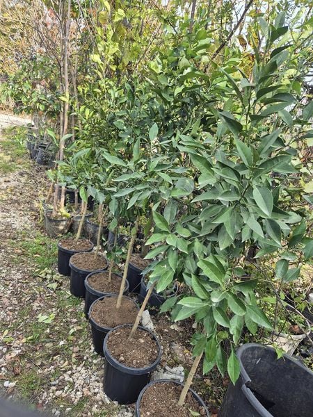 Turunç Fidanı Boy 4- 5 Yaş- 120 cm