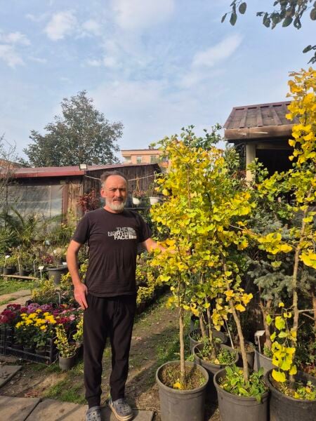Ginkgo Biloba-Mabet Ağacı-Gövde Çevresi -8-10 cm-Boy 220 cm