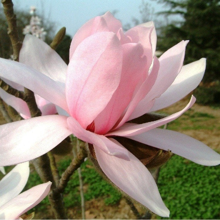 Pink Manolya- Magnolya İthal 40-50 cm