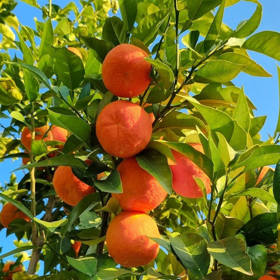 Turunç Fidanı Boy 4- 5 Yaş- 120 cm