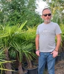 Washingtonia Filifera Palmiye fidanı 130 cm