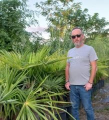 Washingtonia Filifera Palmiye fidanı 150 cm